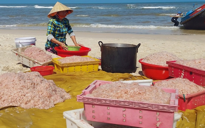 Hôm nay thời tiết đẹp, ngư dân bãi ngang Ngư Thủy (Quảng Bình) trúng mùa ruốc biển.