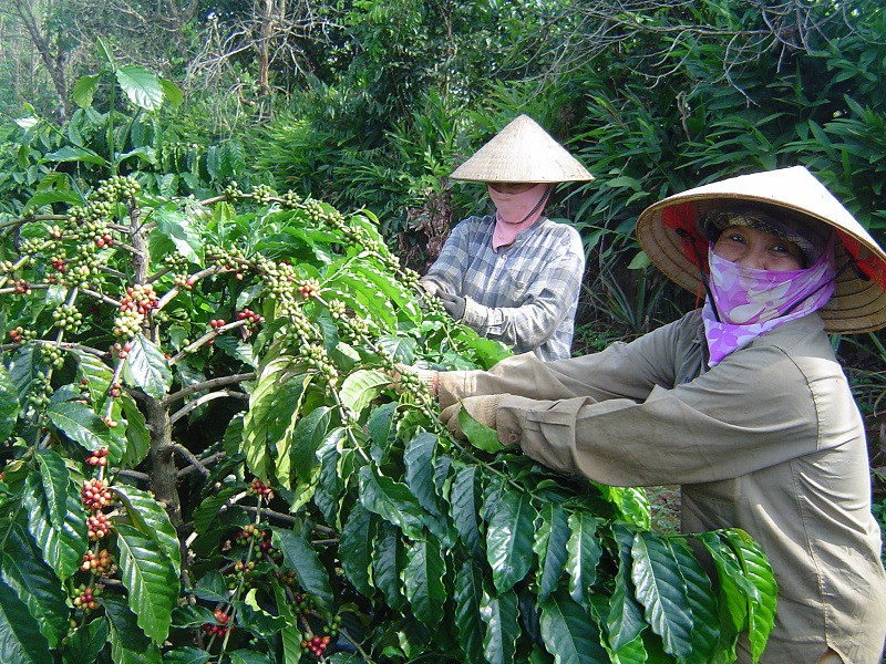 Do giá giá cà-phê, tiêu, sao su giảm ở mức thấp kéo dài trong nhiều năm khiến nhiều Công ty cà-phê trên địa bàn tỉnh Đắk Lắk sản xuất, kinh doanh thua lỗ không có tiền đóng BHXH, BHYT, BHTN cho người lao động.