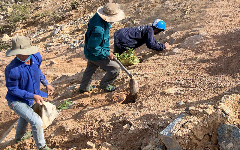 Công ty quan tâm đến việc trồng rừng cây gỗ lớn.