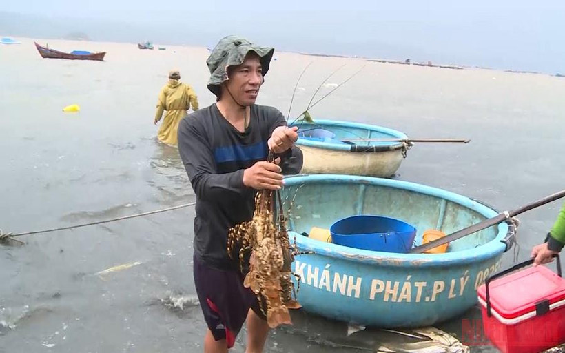 Tôm hùm chết ở phường Xuân Yên, thị xã Sông Cầu, tỉnh Phú Yên. (Ảnh: TRÌNH KẾ)