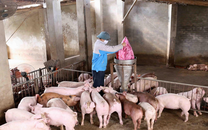 Ảnh minh họa. (Nguồn: TTXVN) 