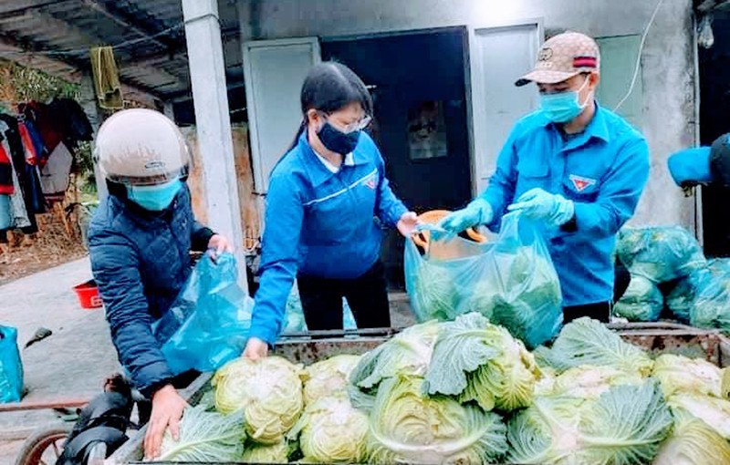 Đoàn viên thanh niên hỗ trợ vận chuyển và tiêu thụ bắp cải giúp nông dân.