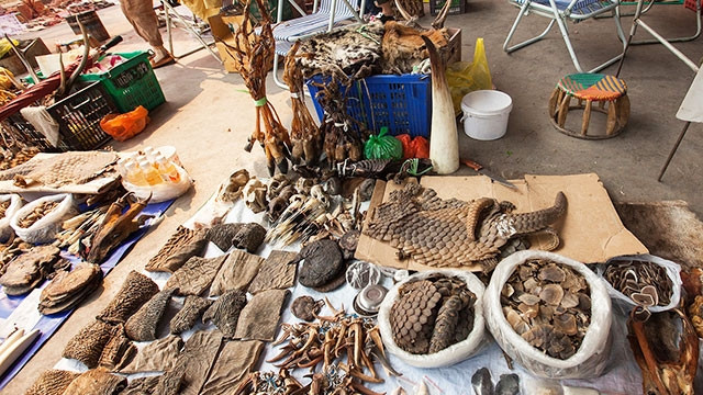 Các sản phẩm từ động vật hoang dã vẫn được kinh doanh tại nhiều nơi ở nước ta. Ảnh: CHANGE