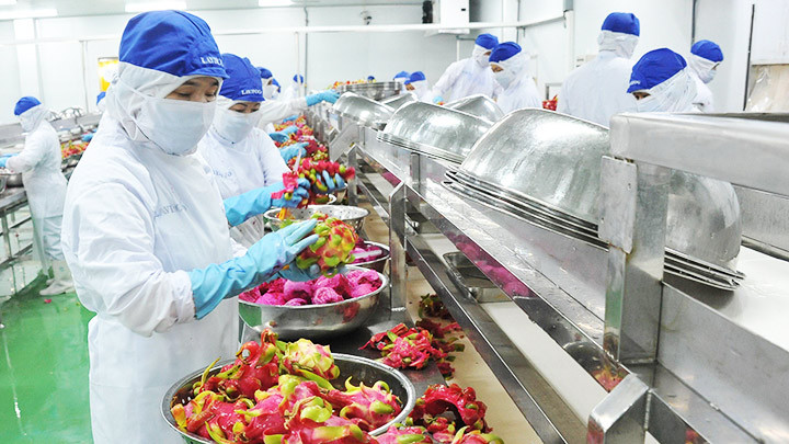 Xuất khẩu nông sản hiện đang gặp nhiều vướng mắc. Ảnh: CÔNG HÂN