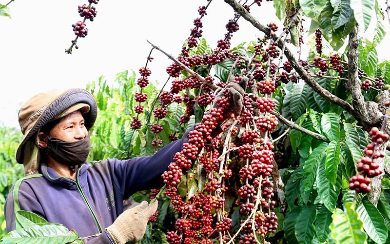 Ảnh minh họa. (Ảnh: TTXVN)