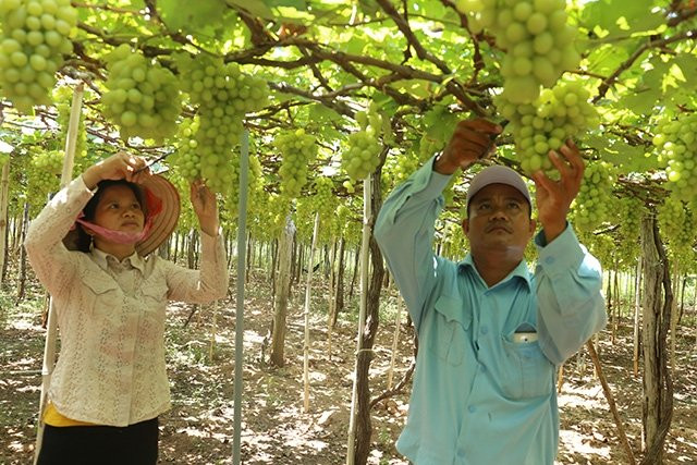 Nho - một trong những cây trồng chủ lực của Ninh Thuận.