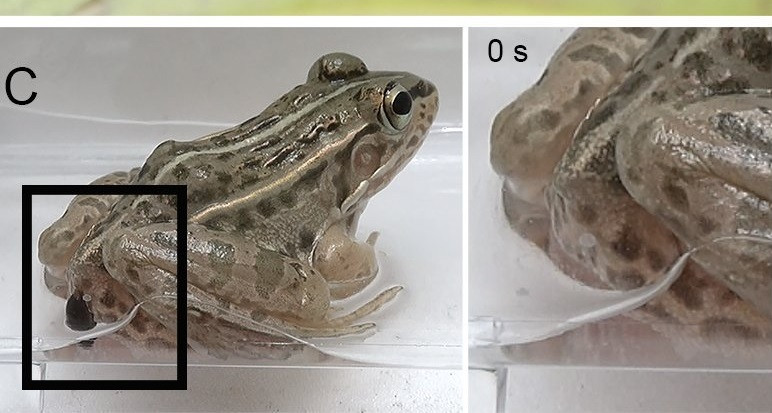 Bọ cánh cứng R. attothyata đã thoát khỏi một con ếch ao đốm đen. Ảnh: Shinji Sugiura