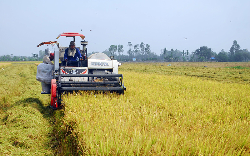 Thu hoạch lúa hè thu tại huyện Cai Lậy (Tiền Giang).