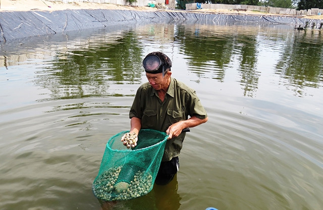 Kiểm tra sự sinh trưởng của ốc hương trên ao cát.