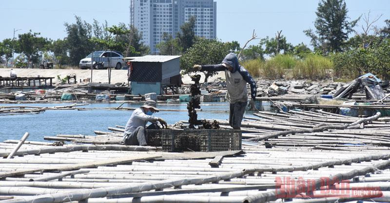 Hiện tại, một số lượng lớn hải sản của người dân đang nuôi thả, không thể xuất bán vì hàng quán đóng băng do dịch Covid-19.
