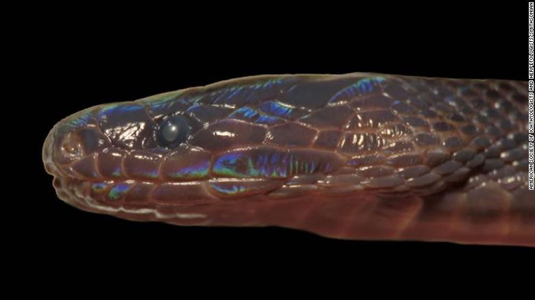 Loài rắn lạ có màu sắc óng ánh mới được phát hiện ở Việt Nam.