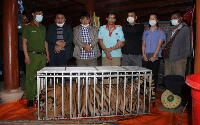 Các đối tượng cùng cá thể hổ khi lực lượng công an phát hiện.