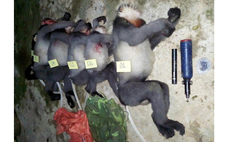 5 cá thể voọc chà vá chân xám. (Ảnh: Hạt Kiểm lâm Ba Tơ cung cấp)