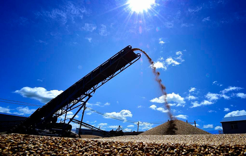 Xuất khẩu lương thực của cả Nga và Ukraine bị ảnh hưởng do xung đột. (Ảnh: TASS/TTXVN)