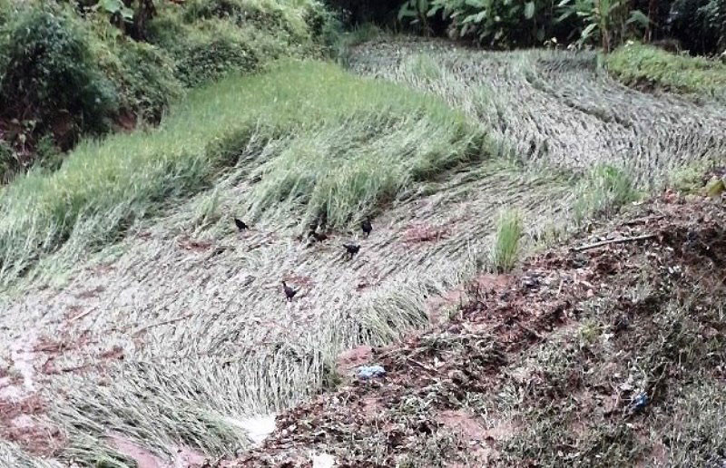 Mưa lũ làm ngập úng hàng chục ha lúa.