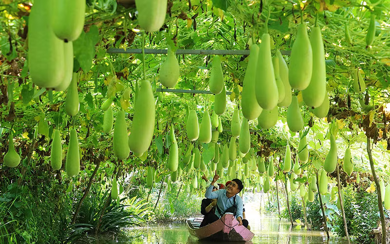 Du lịch nông thôn vừa giúp nông dân cải thiện thu nhập, vừa phát triển kinh tế nông nghiệp ở tỉnh Đồng Tháp.