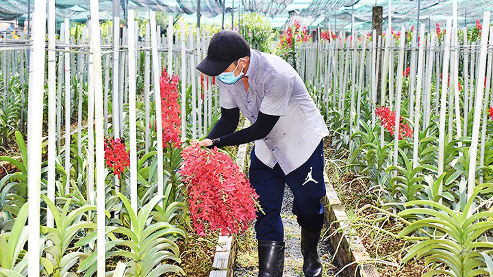 Những mô hình nông nghiệp ứng dụng CNC xuất hiện ngày càng nhiều tại tỉnh Bình Dương.