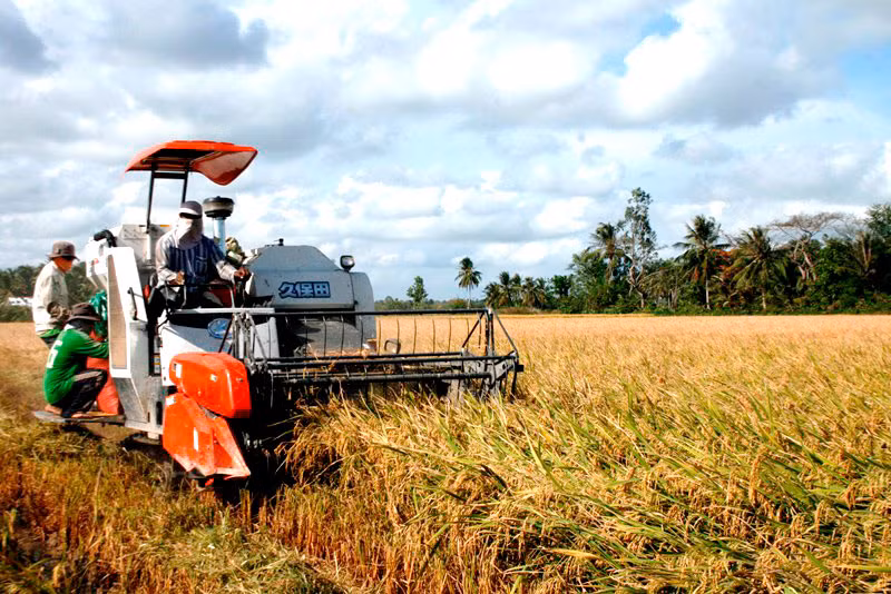 Nông dân TP Cần Thơ thu hoạch lúa đông xuân năm ngoái.