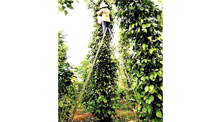 Nghề thu hái tiêu thuê được nhiều người gọi là “nghề nguy hiểm”, bởi khi hái ở độ cao 6-7 m không may té xuống thì mang thương tật suốt đời. 