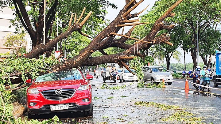 Một cây xanh ngã đè gây hư hại một ô-tô tại quận 7.