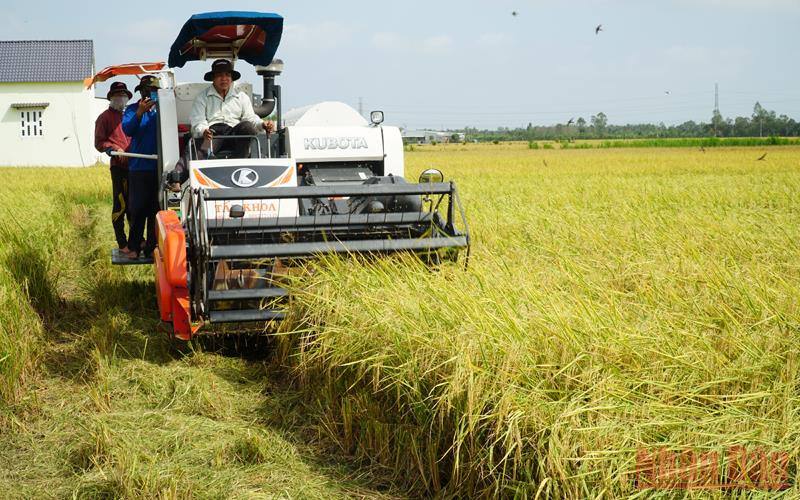 Bà con nông dân tỉnh Sóc Trăng thu hoạch lúa hè thu. (Ảnh NGUYỄN PHONG)