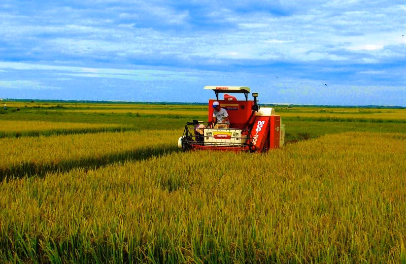 Nông dân Quảng Bình thu hoạch lúa đông xuân.