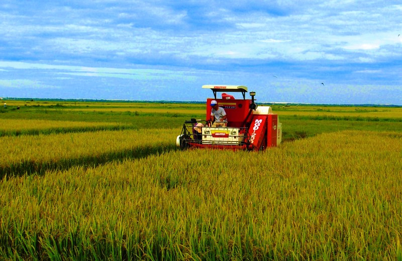 Nông dân Quảng Bình thu hoạch lúa đông xuân.