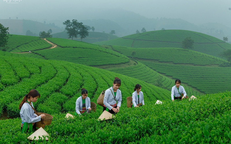  Ðồi chè Long Cốc, huyện Tân Sơn, tỉnh Phú Thọ. Ảnh: BÌNH LONG