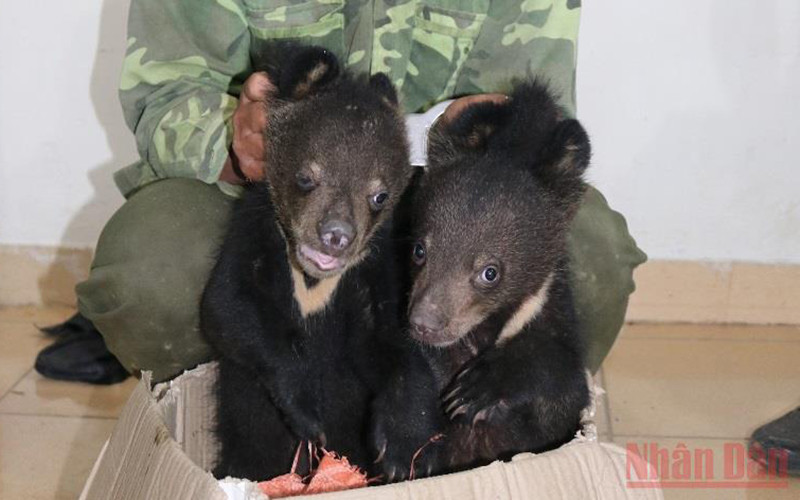 Hai cá thể gấu ngựa vừa được giải cứu.