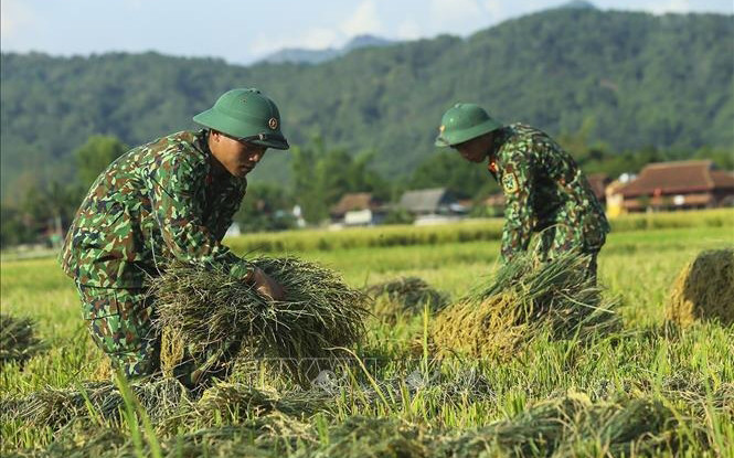 Ảnh minh họa: Bộ đội giúp dân gặt lúa. (Ảnh: TTXVN)