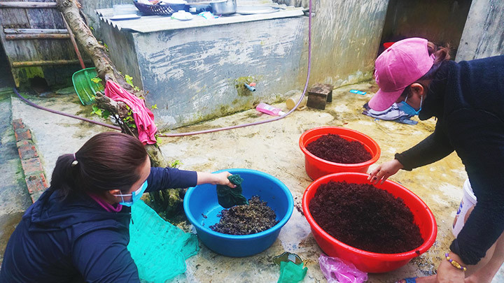 Các loại rong biển ở vịnh Hòn La được phụ nữ Quảng Đông khai thác để bán cho thương lái.