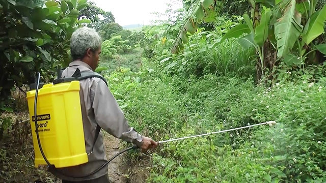 Nhiều người dân lạm dụng thuốc diệt cỏ mà không hiểu rõ sự nguy hại.