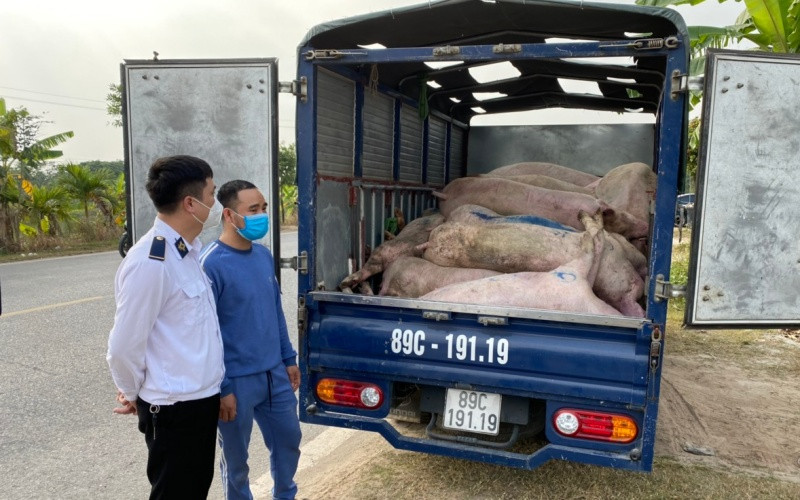 Xử lý xe ô-tô chở 27 con lợn thịt đã chết ở Thái Bình.