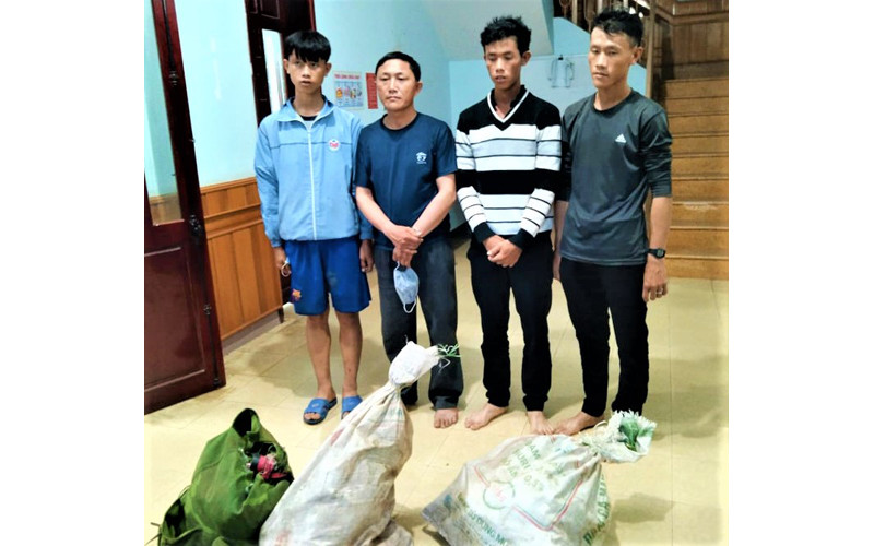 Bốn đối tượng Thào Chuẩn Thảng, Sùng Mí Phứ, Sùng Mí Vư và Sùng Mí Thắng cùng tang vật khi bị bắt giữ.