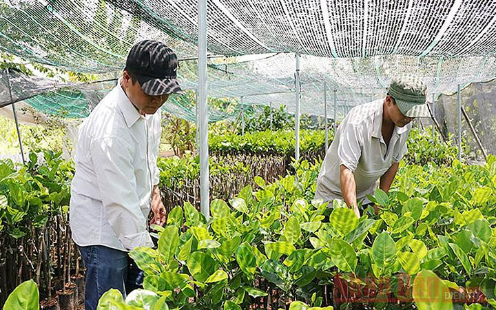 Mô hình sản xuất cây giống giúp tạo thu nhập ổn định cho người dân huyện Chợ Lách (tỉnh Bến Tre). Ảnh: Phúc Nhân.