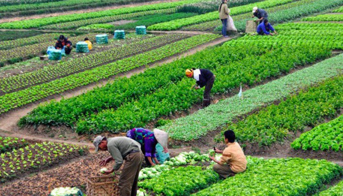 Đại dịch Covid-19 tạo ra nhiều áp lực hơn đối với hệ thống thực phẩm, đặt ra nhu cầu về sức khỏe tốt hơn.