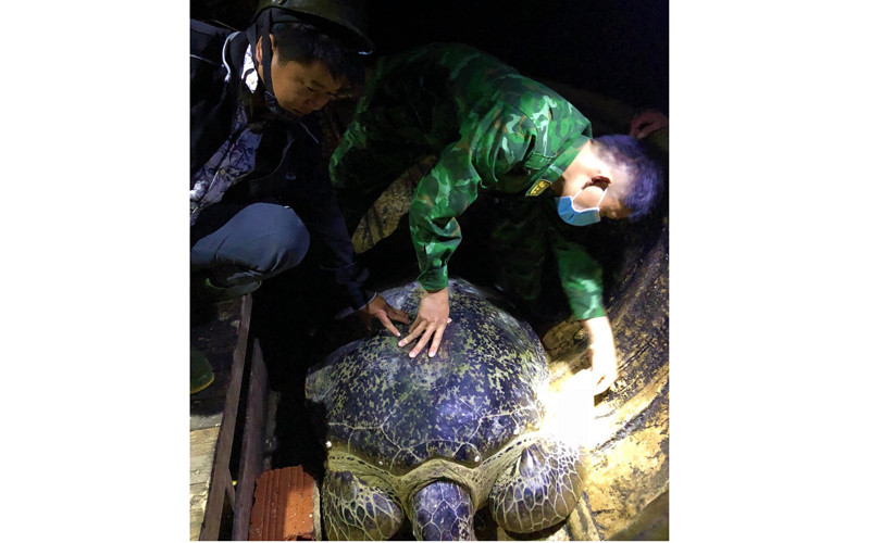 Bộ đội biên phòng và ngư dân Quảng Bình thả cá thể rùa về lại biển.