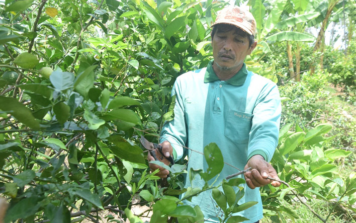 Nhiều nông dân huyện Lai Vung rơi vào cảnh khó khăn, nợ nần do bị bà Thùy quỵt nợ.