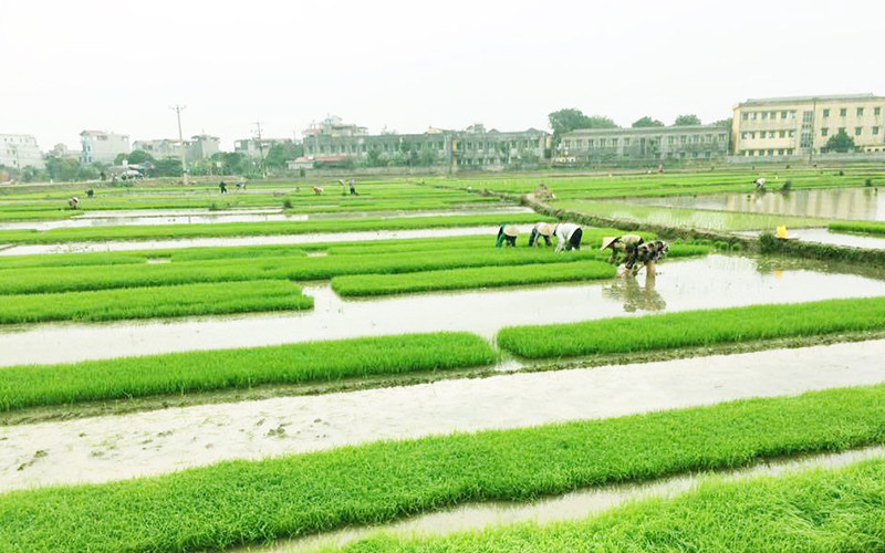 Ngành nông nghiệp khuyến cáo nông dân gieo cấy các giống lúa ngắn ngày để tránh ảnh hưởng của rét đậm, rét hại. Ảnh: ÐỨC DŨNG (TTXVN)