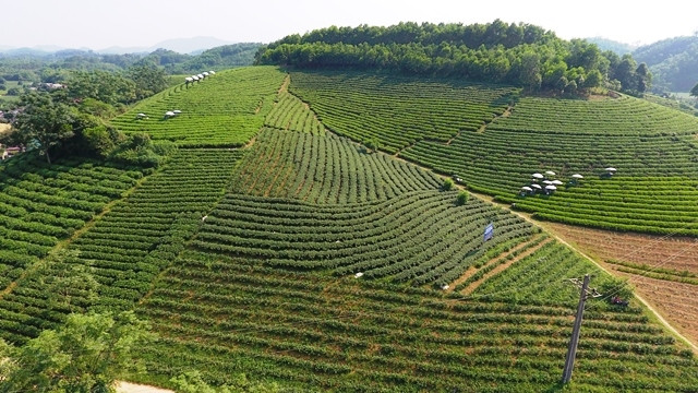 Vùng sản xuất chè tập trung ở thị trấn Sông Cầu, huyện Đồng Hỷ.