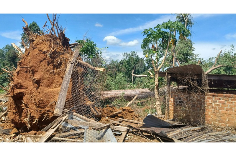 Cây gãy, đổ vào nhà dân do mưa dông trên địa bàn huyện Ia H’Drai, tỉnh Kon Tum.