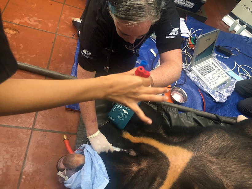 Y tá lấy mẫu máu và đo huyết áp cho gấu trong quá trình khám lâm sàng tại nơi cứu hộ.