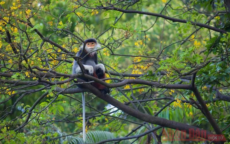Voọc chà vá chân nâu giữa rừng hoa lim xẹt bán đảo Sơn Trà