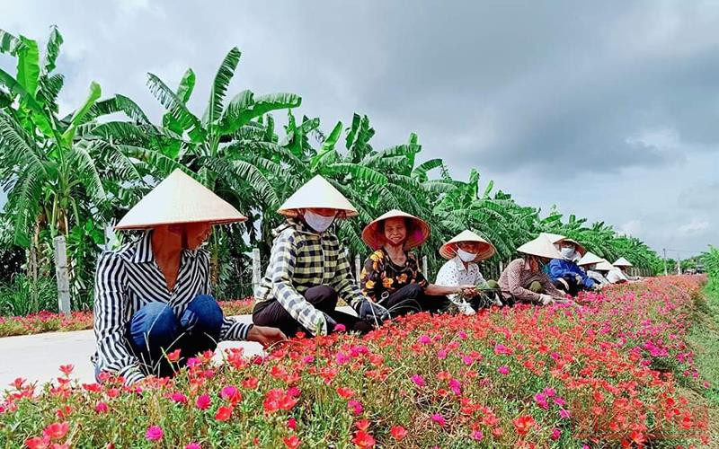 Đường hoa làm đẹp quê hương ở xã Thanh Xá, huyện Thanh Hà.