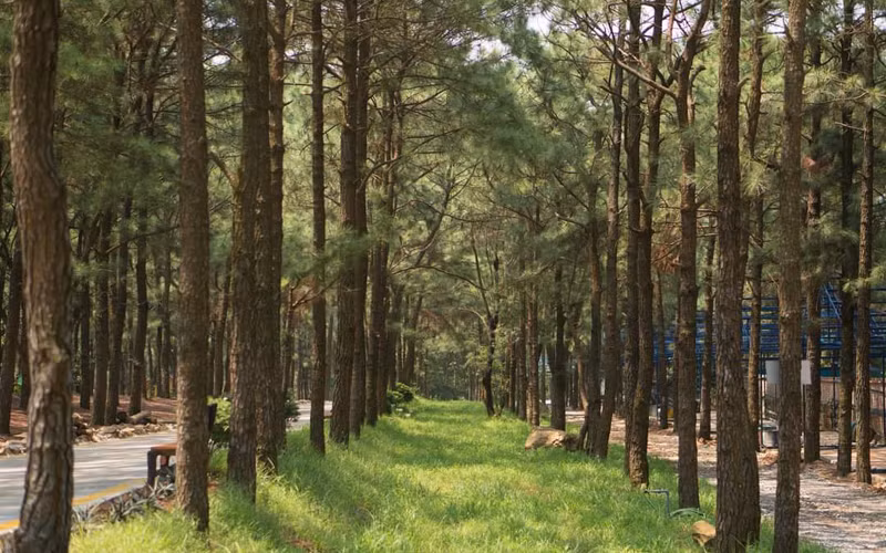 Khu du lịch sinh thái Thiên Phú Lâm với rừng thông xanh mát quanh năm. 