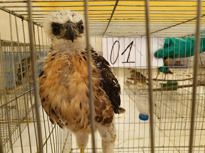 Một cá thể chim săn mồi được chuyển về Trung tâm cứu hộ. Ảnh: Trung tâm Trung tâm Cứu hộ Động vật hoang dã Hà Nội.