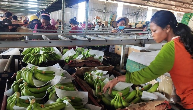 Phân xưởng đóng gói sản phẩm chuối xuất khẩu của THADI.