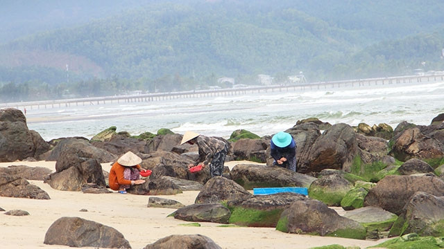 Người dân Nam Ô sống bám vào biển.