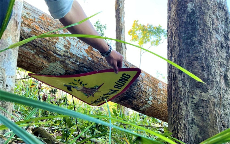 Lâm tặc vẫn ngang nhiên chặt phá rừng, dù được treo bảng cấm.