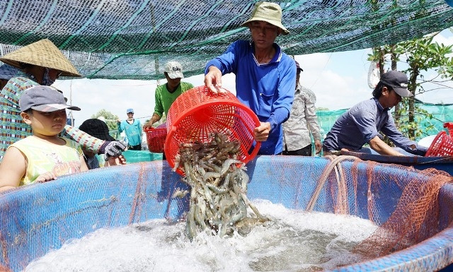 Thu hoạch tôm siêu thâm canh tại Công ty Việt Mỹ (Cà Mau)